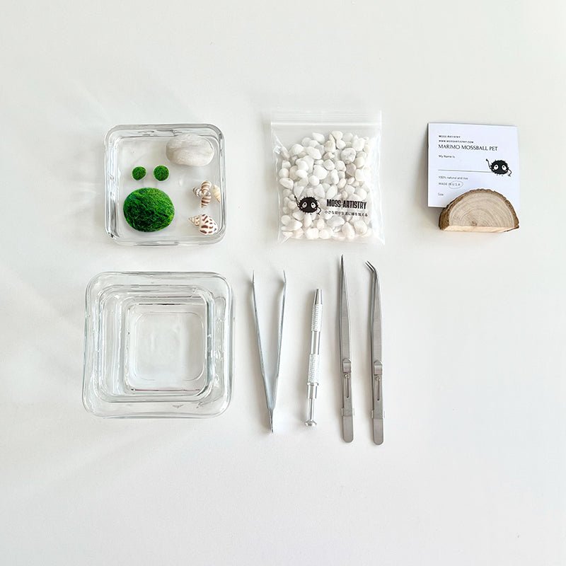 Marimo Moss Ball Aquarium Glass Terrarium Designer 4.5