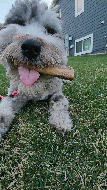 Ostrich Chunky Bones (4" x 2" - 2 Pack): The Long-Lasting, Flavor-Packed Bones for Small to Medium Dogs