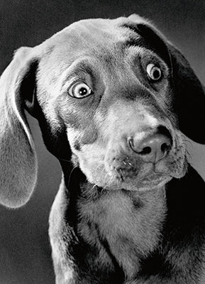 Avanti Surprised Weimaraner Greeting Card