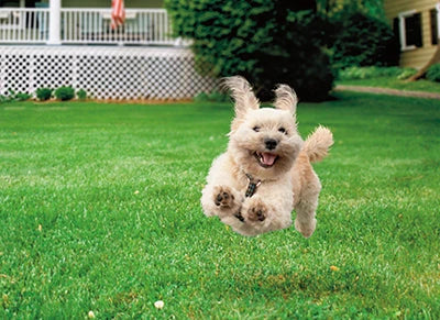 Avanti Running Dog Greeting Card