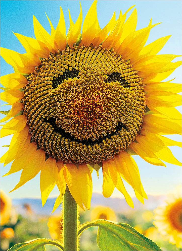 Avanti Sunflower Face Greeting Card