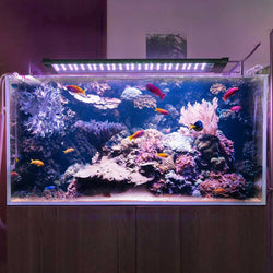 AquaBasik LED Aquarium Light with Timer RC RGBW 22-29"