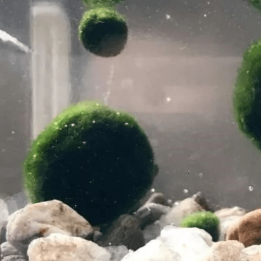 5cm-6cm-7cm Large Moss Balls Huge Giant Series: Kokedama Large Moss Ball for Betta Fish Aquarium Plants Marimo Petco