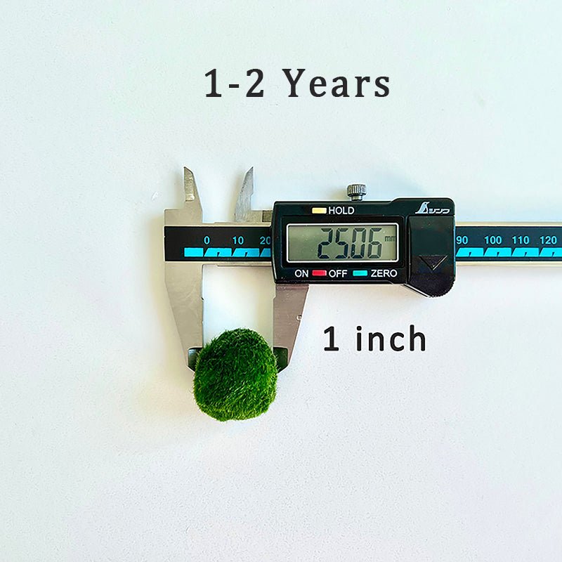 Marimo Moss Balls For Aquarium 10PCS Multiple Size Moss Ball Aqua Plant Pet Bulk Sale - Kokedama Japanese Algae Ball Wholesale