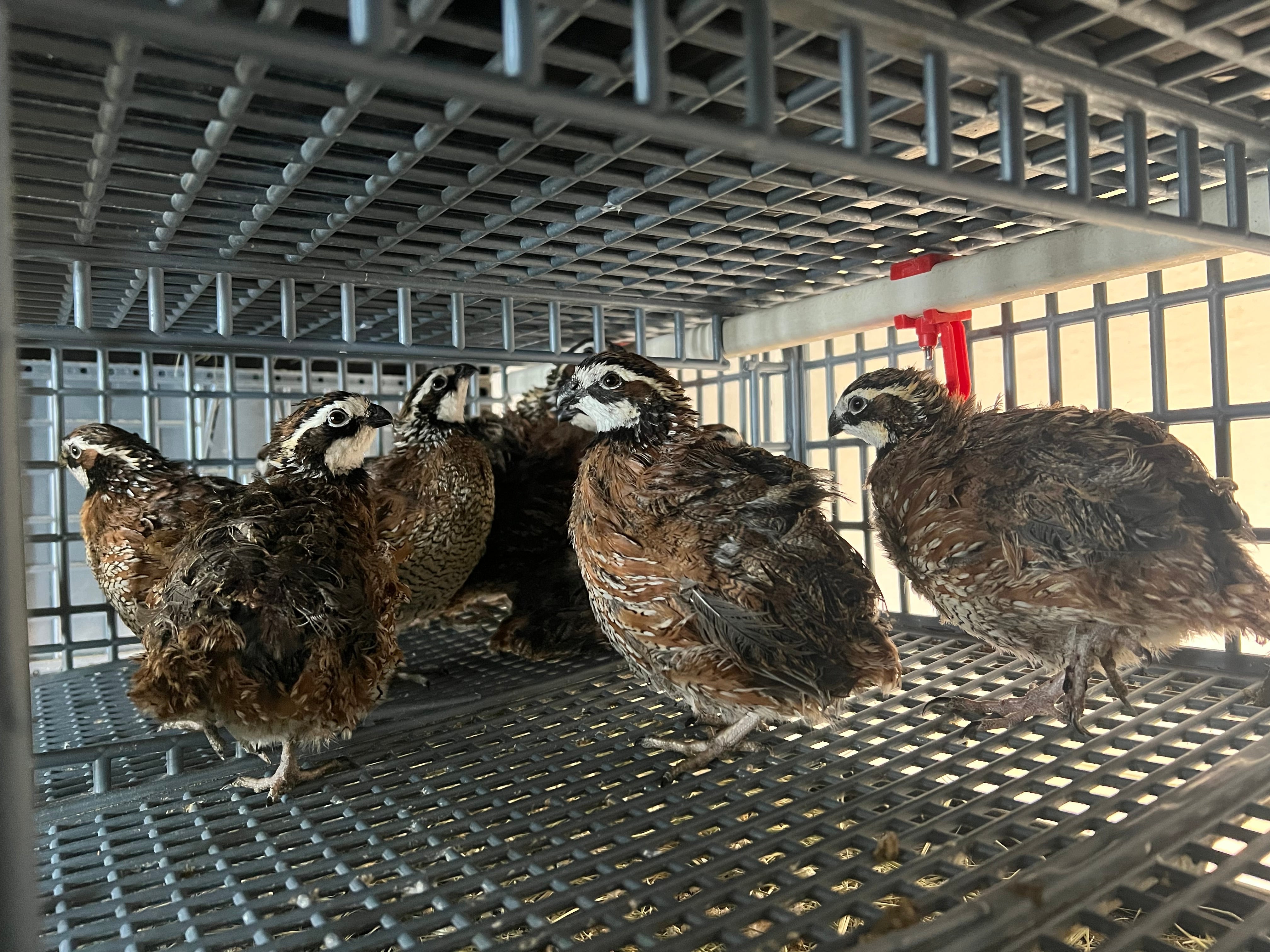 Georgia Giant Quail Hatching Eggs