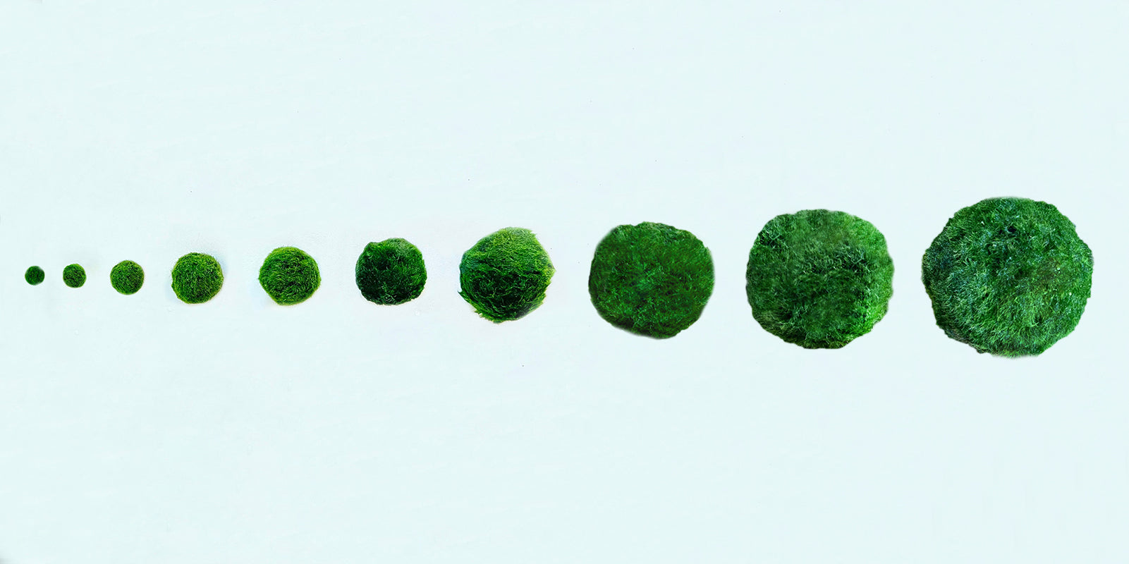 Marimo Moss Balls 6-12 Month 0.8-1.5cm Wholesale Discounted Price Bulk Sell