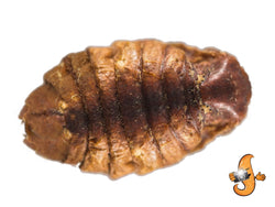 10Lbs Chubby Dried Silkworm Pupae