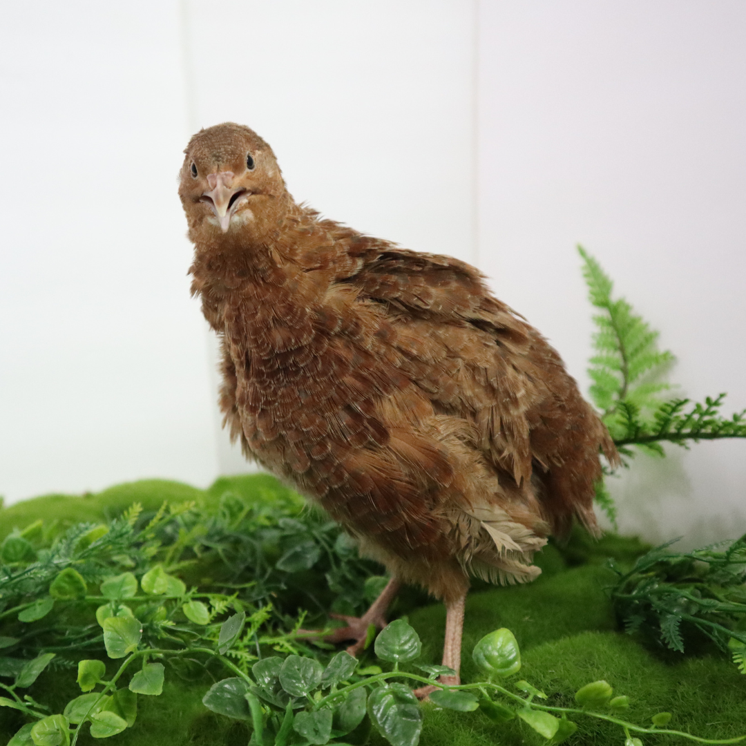 Red Range Coturnix Quail Hatching Eggs