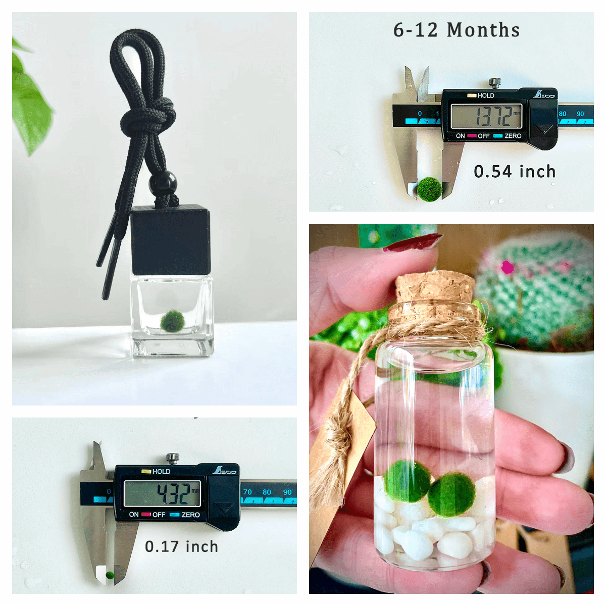Marimo Moss Balls For Aquarium 3 Month 0.5-0.8cm  Wholesale Discounted Price Bulk Sell Japanese Authentic Marimo