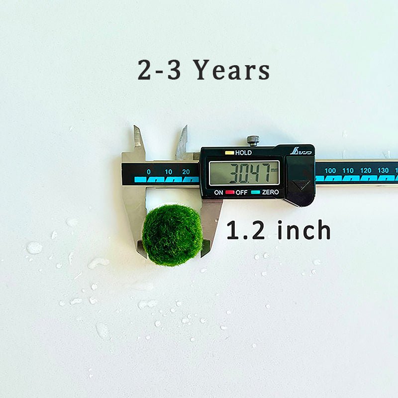 Marimo Moss Balls For Aquarium 20PCS Multiple Size Moss Ball Aqua Plant Pet Bulk Sale - Kokedama Japanese Algae Ball Wholesale