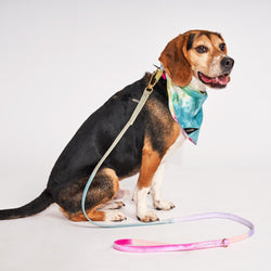 Found My Animal Jolie Webbing Cotton Dog Leash, 5 Ft