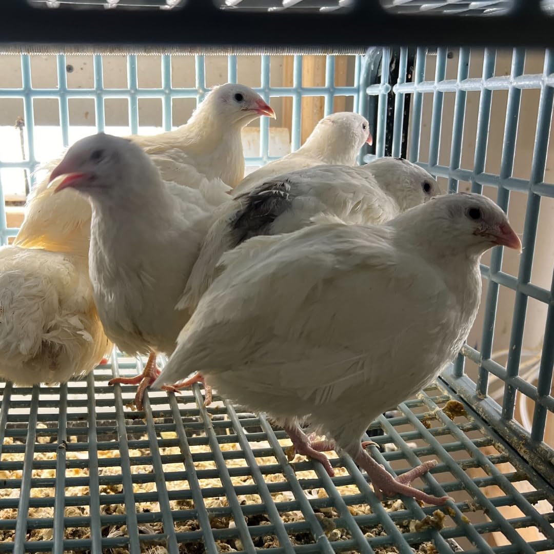Jumbo White Coturnix Hatching Eggs - Premium Quail Eggs for Hatching - Perfect for Homesteaders, Breeders, Hobbyists - Freshly Collected for High Hatch Rates