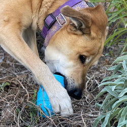 Ice Cream Cone Durable PUP-X Rubber Chew Toy and Treat Dispenser