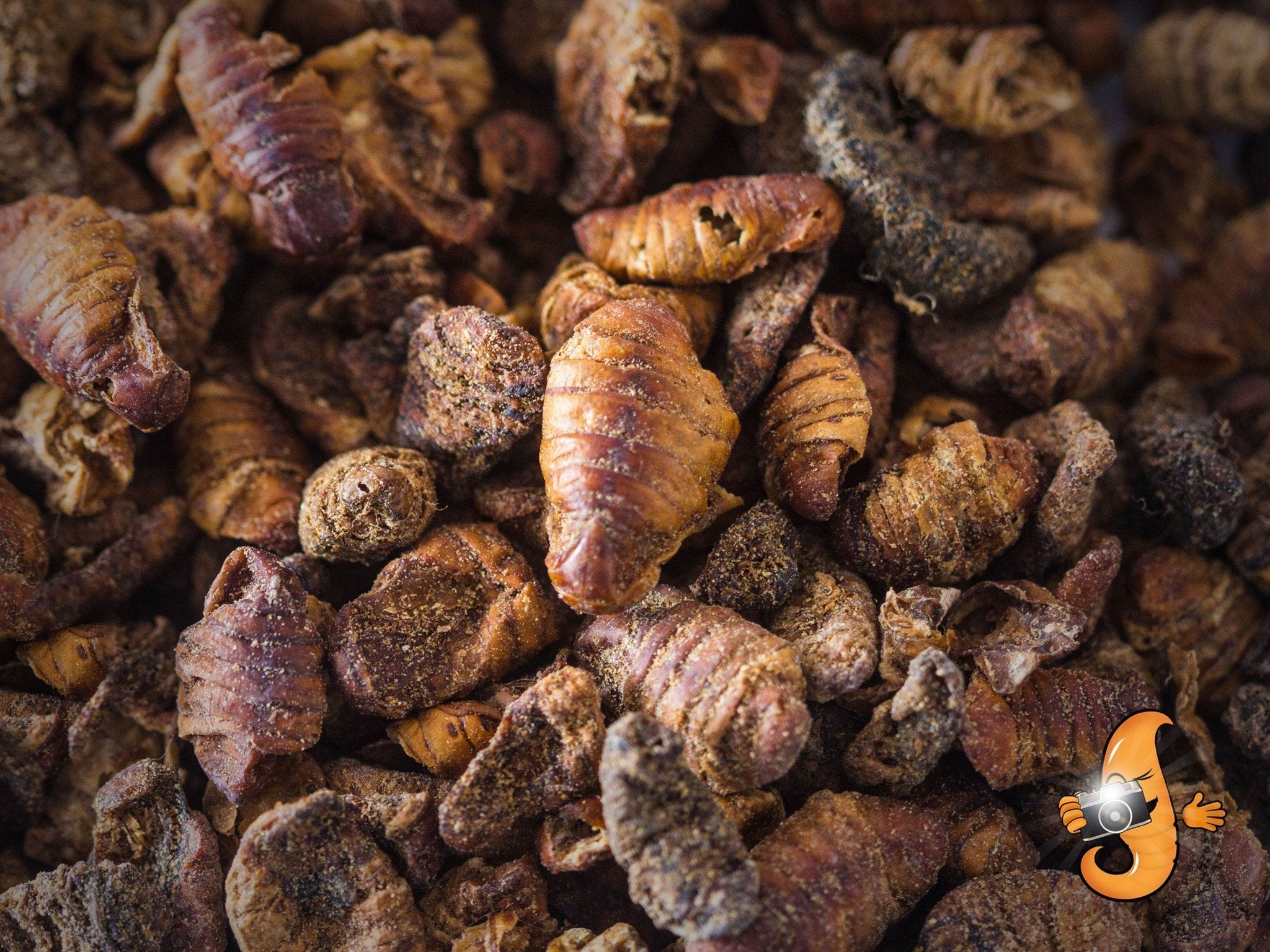 44lb Chubby Dried Silkworm Pupae