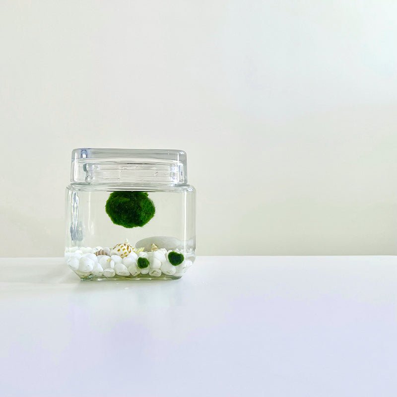 Marimo Moss Ball Aquarium Glass Terrarium Designer 4.5