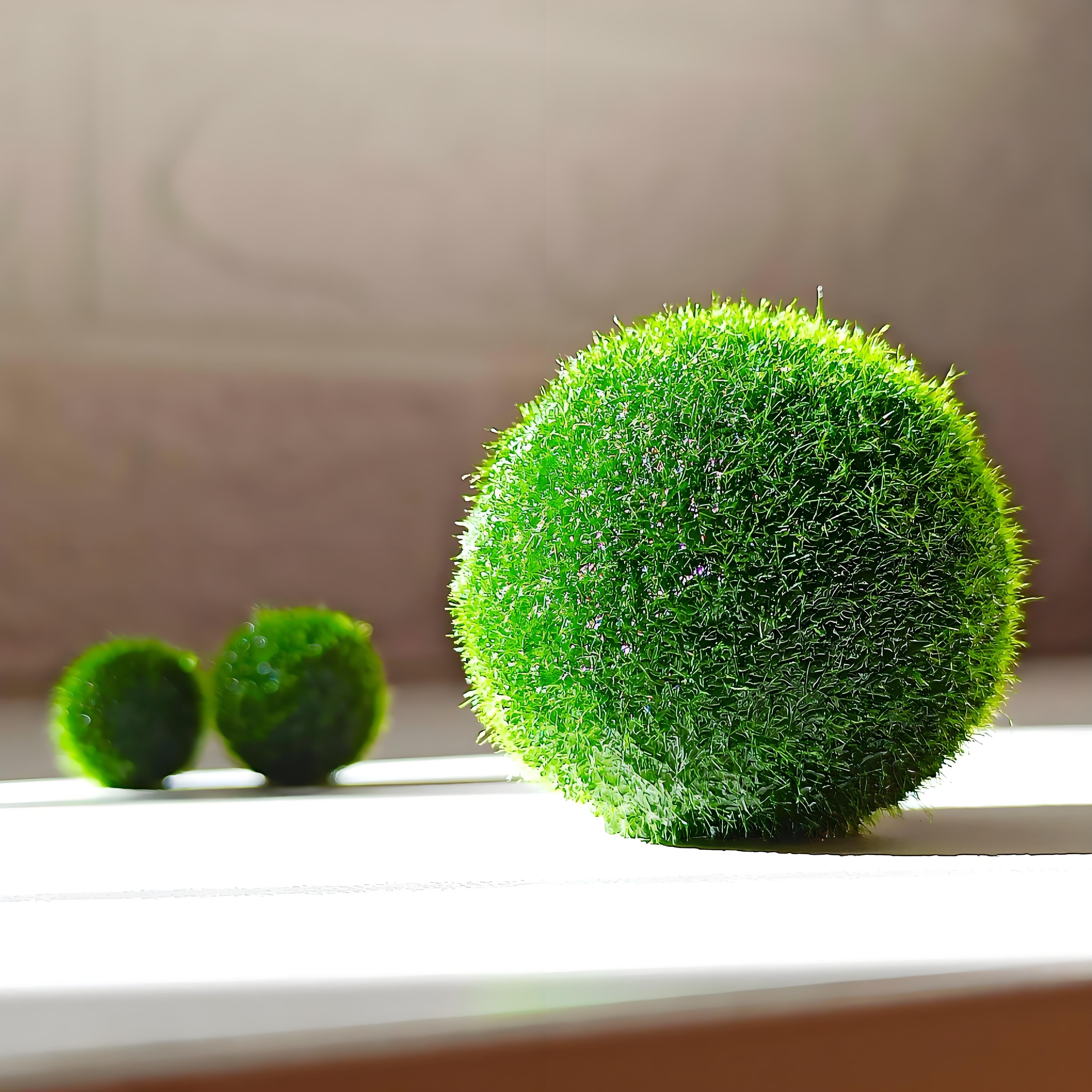 Sample Marimo Moss Balls Multiple Size - Authentic Japanese Moss Balls