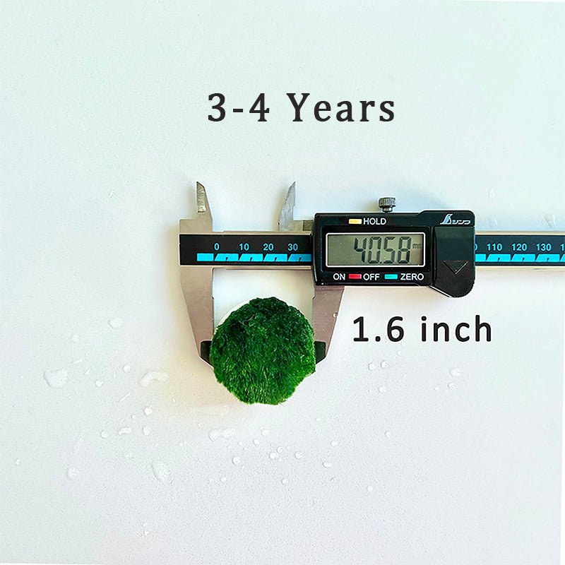 Marimo Moss Balls For Aquarium 20PCS Multiple Size Moss Ball Aqua Plant Pet Bulk Sale - Kokedama Japanese Algae Ball Wholesale