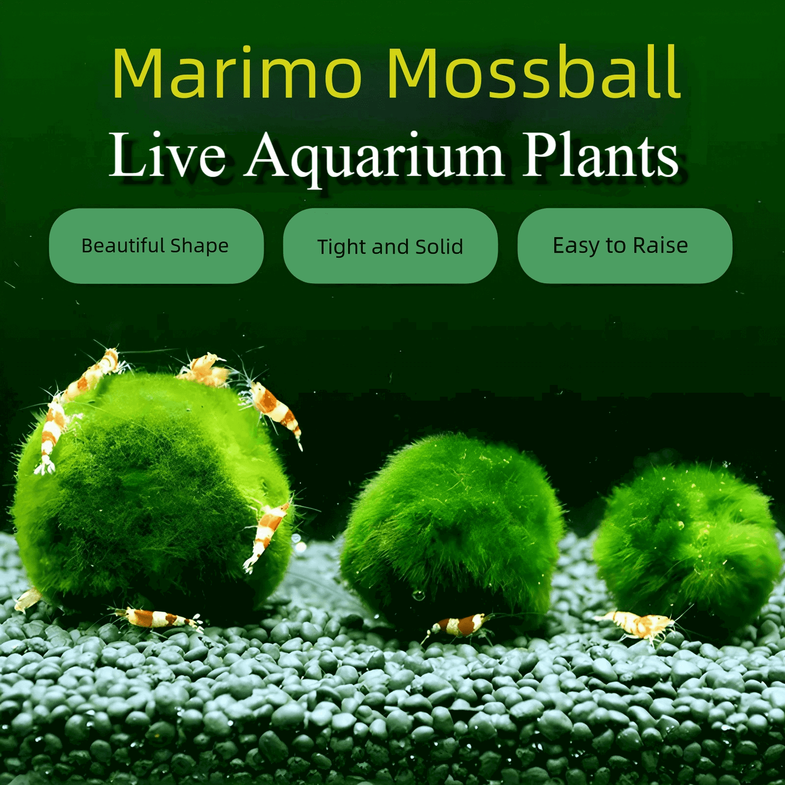 Marimo Moss Balls For Aquarium 3-4 Year 4-5cm Moss Balls: 5/10/20/50PCS Kokedama Japanese Algae Ball Wholesale