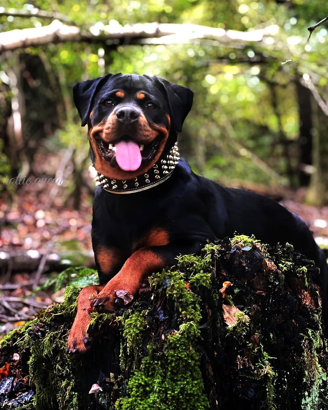 The Family Pet