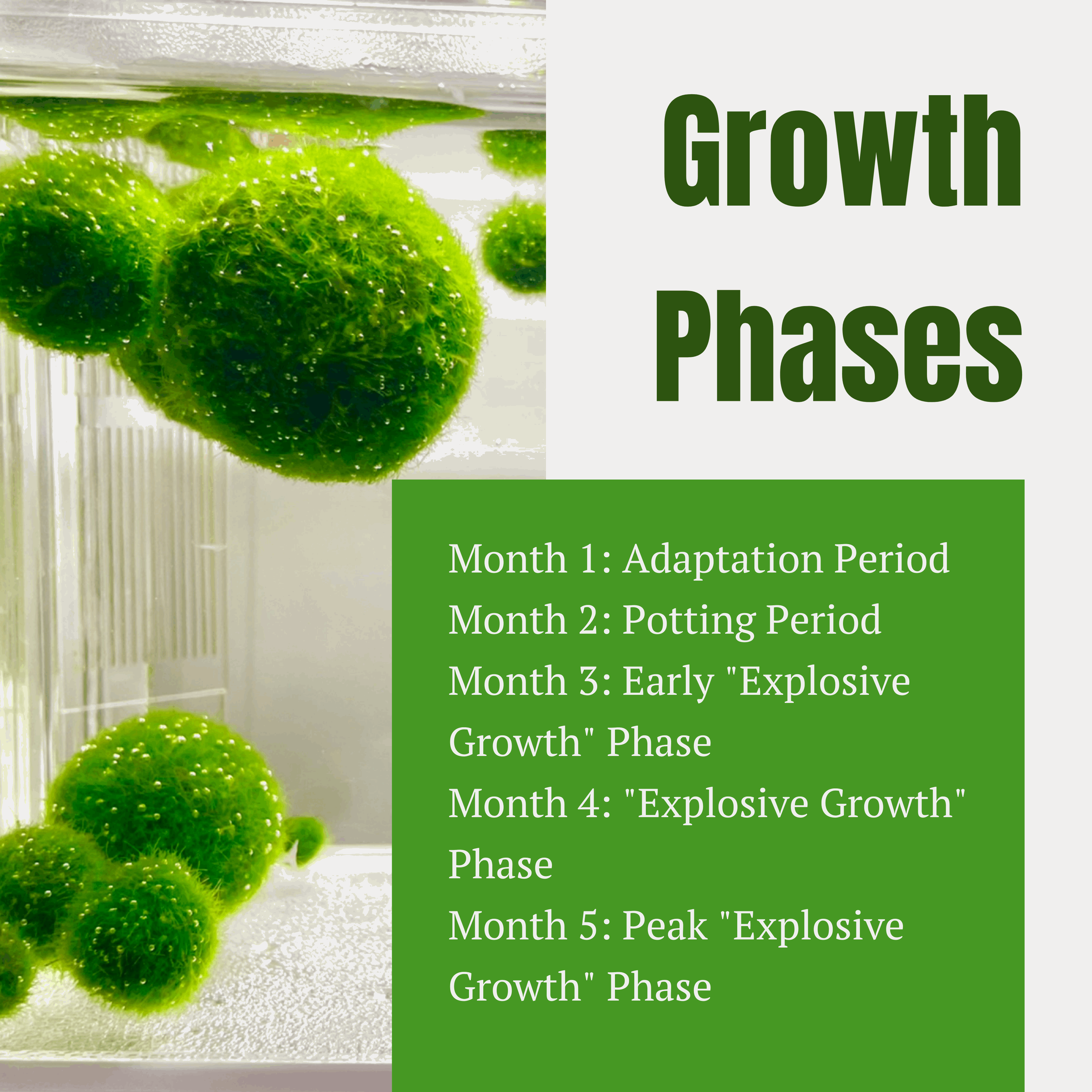 Marimo Moss Ball Aquarium 6-12 Month 0.8-1.5cm Marimo Moss Balls: 5/10/20/50PCS