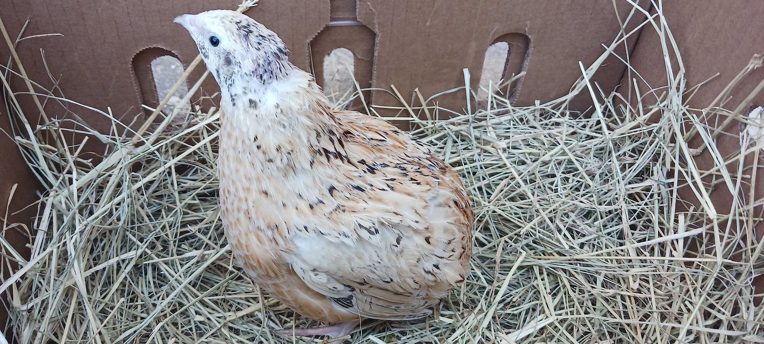 Jumbo Italian Quail Hatching Eggs