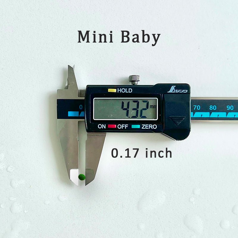 Marimo Moss Balls For Aquarium 10PCS Multiple Size Moss Ball Aqua Plant Pet Bulk Sale - Kokedama Japanese Algae Ball Wholesale