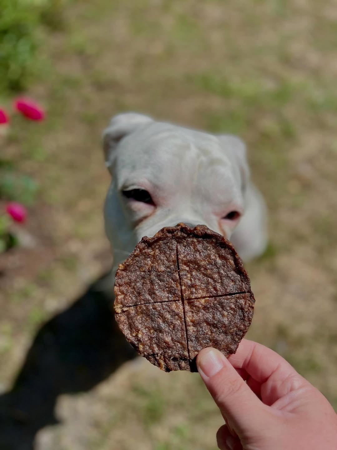 Angus Beef Patty Quarters (GFF & Free Range)
