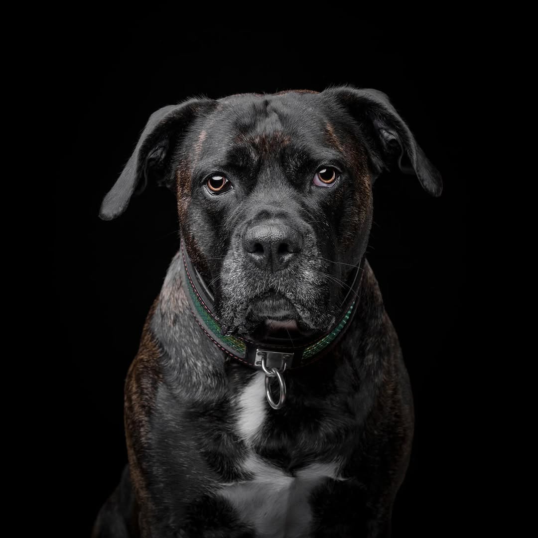 The ''D`Albertis'' collar