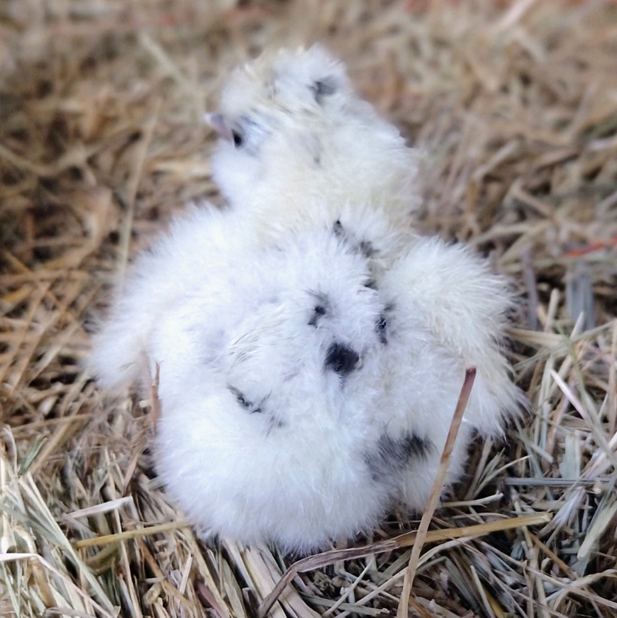 Silkie Hatching Eggs- Hens Choice