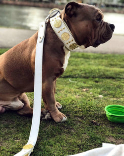 The "Maximus" leash white & gold