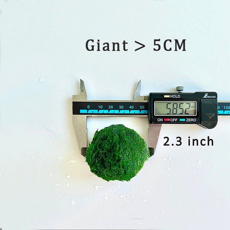 5cm-6cm-7cm Large Moss Balls Huge Giant Series: Kokedama Large Moss Ball for Betta Fish Aquarium Plants Marimo Petco