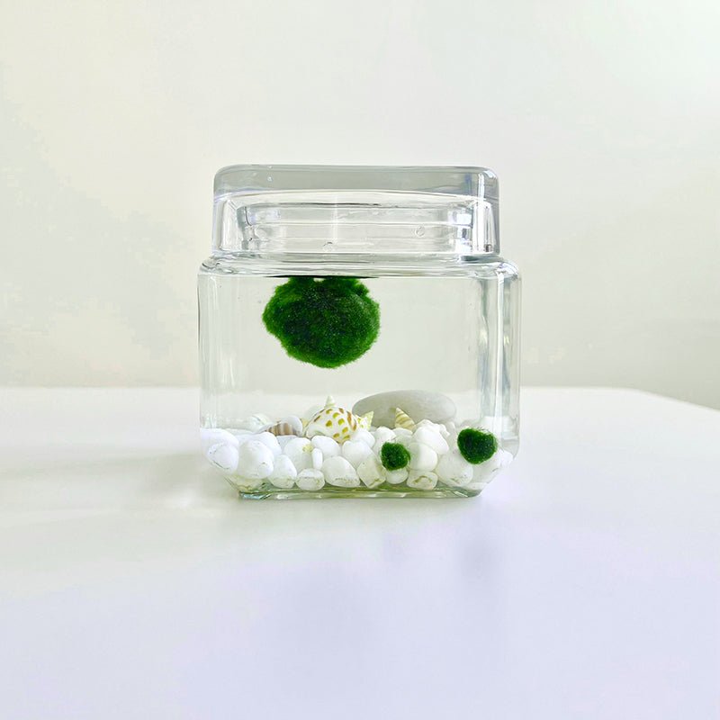 Marimo Moss Ball Aquarium Glass Terrarium Designer 4.5" Home Decor and Office Decor