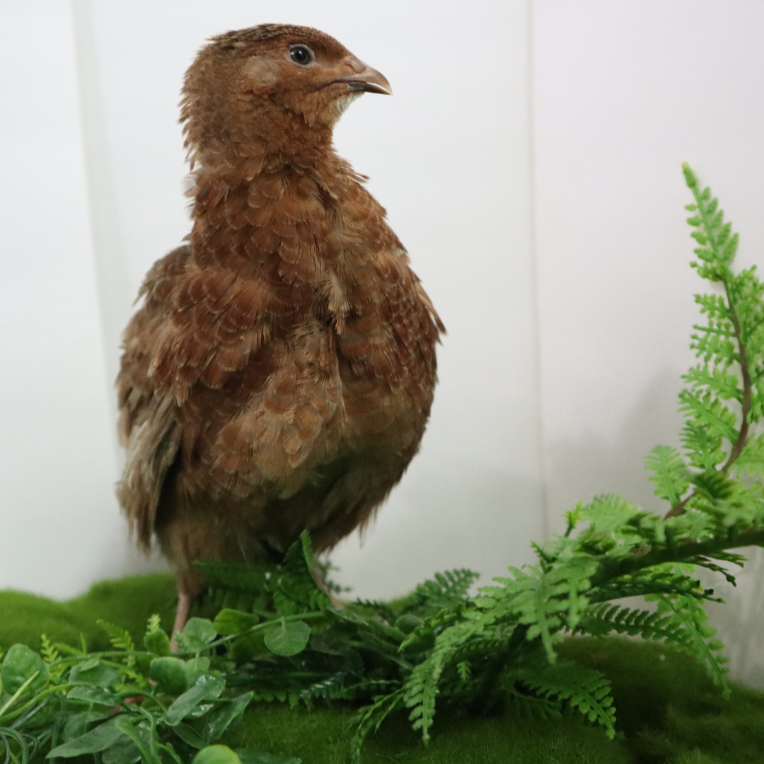 Red Range Coturnix Quail Hatching Eggs