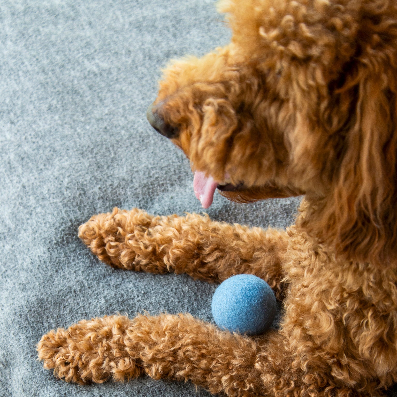 Nooee Pet Wool Toy Ball (6 cm)