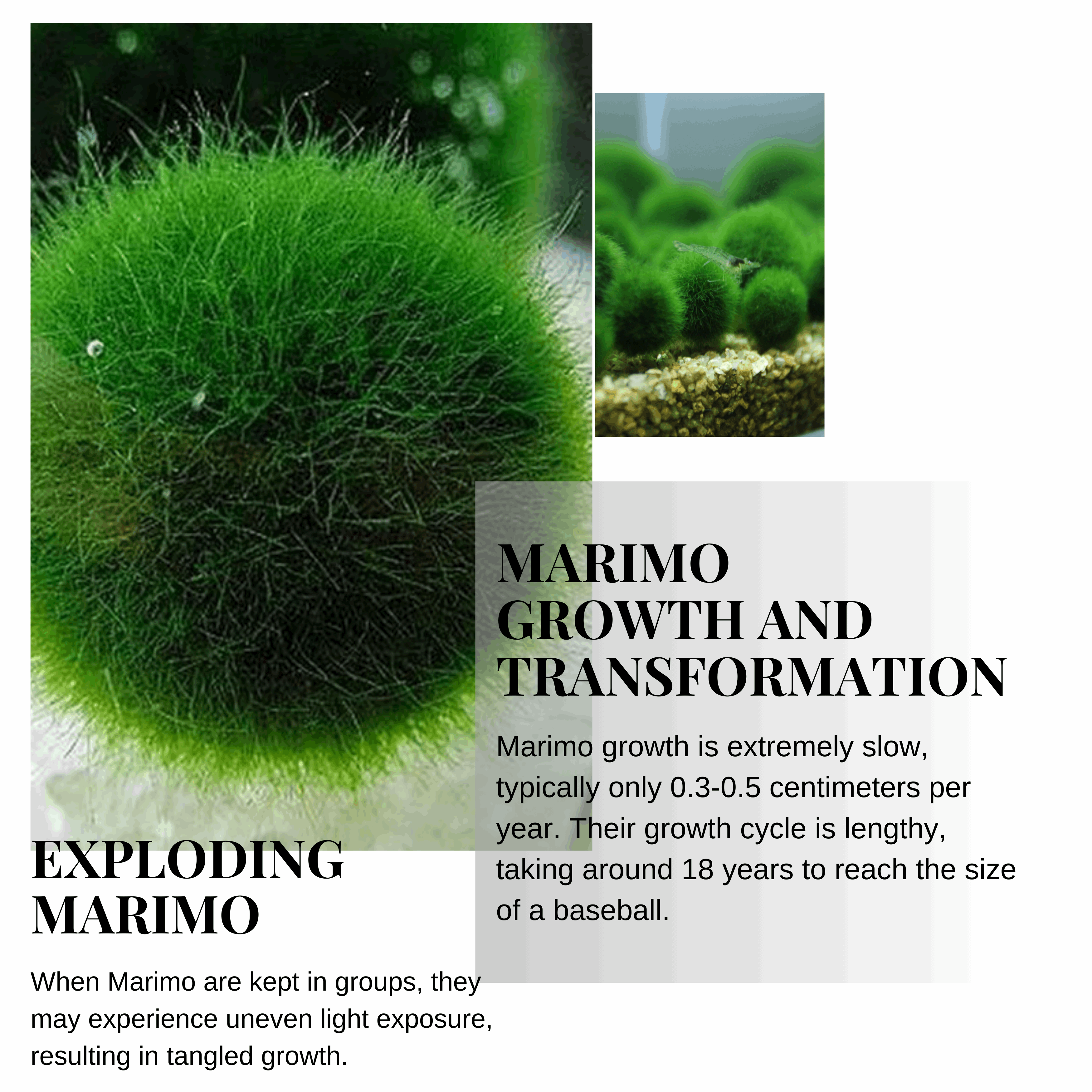 Marimo Moss Balls 6-12 Month 0.8-1.5cm Wholesale Discounted Price Bulk Sell
