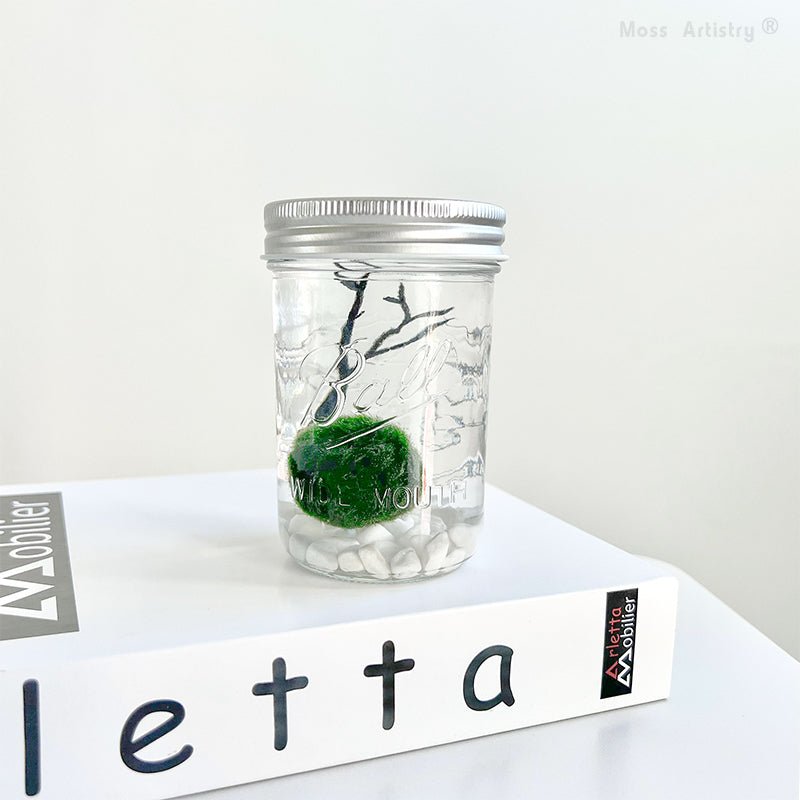 Live Moss Ball Mini Aquarium Mason Jar