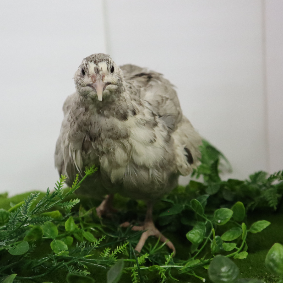 Andalusian coturnix fertile quail eggs