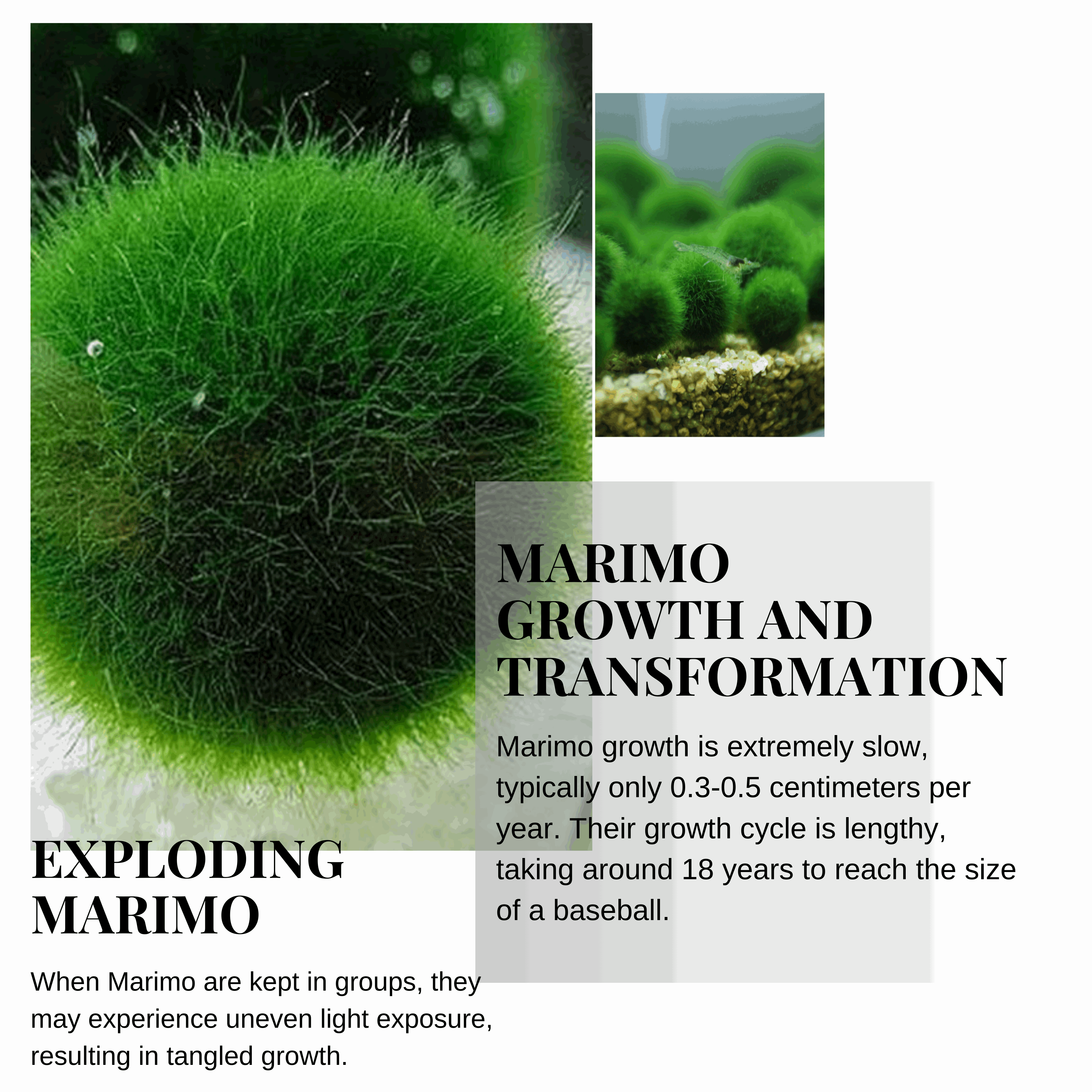 Marimo Moss Balls For Aquarium 3-4 Year 4-5cm Moss Balls: 5/10/20/50PCS Kokedama Japanese Algae Ball Wholesale