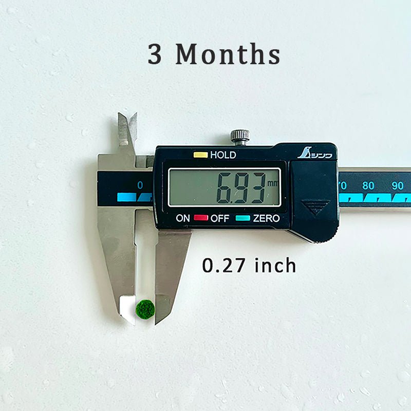 Marimo Moss Balls For Aquarium 10PCS Multiple Size Moss Ball Aqua Plant Pet Bulk Sale - Kokedama Japanese Algae Ball Wholesale