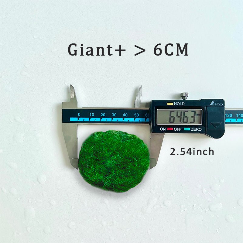 5cm-6cm-7cm Large Moss Balls Huge Giant Series: Kokedama Large Moss Ball for Betta Fish Aquarium Plants Marimo Petco