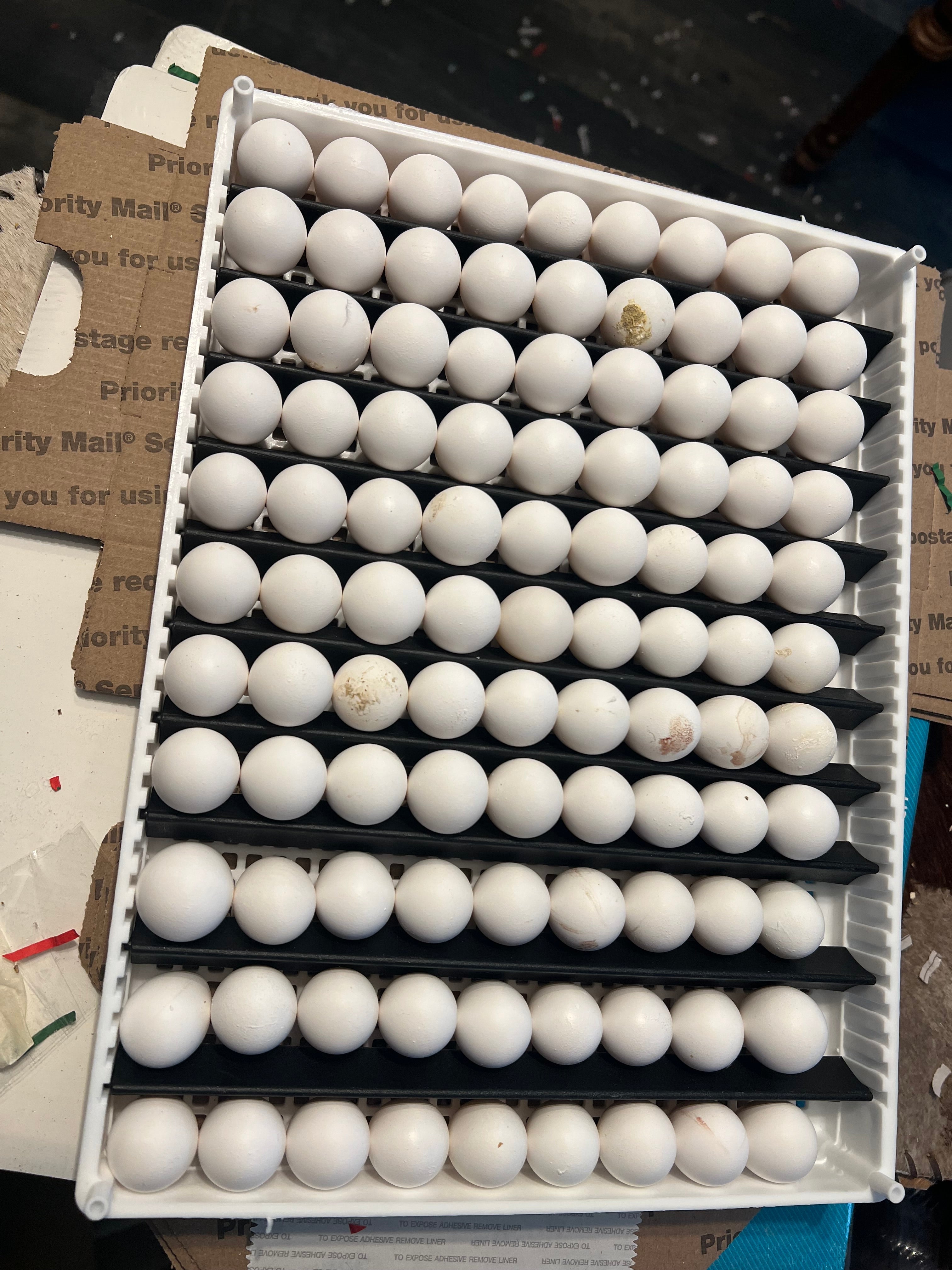 Georgia Giant Quail Hatching Eggs