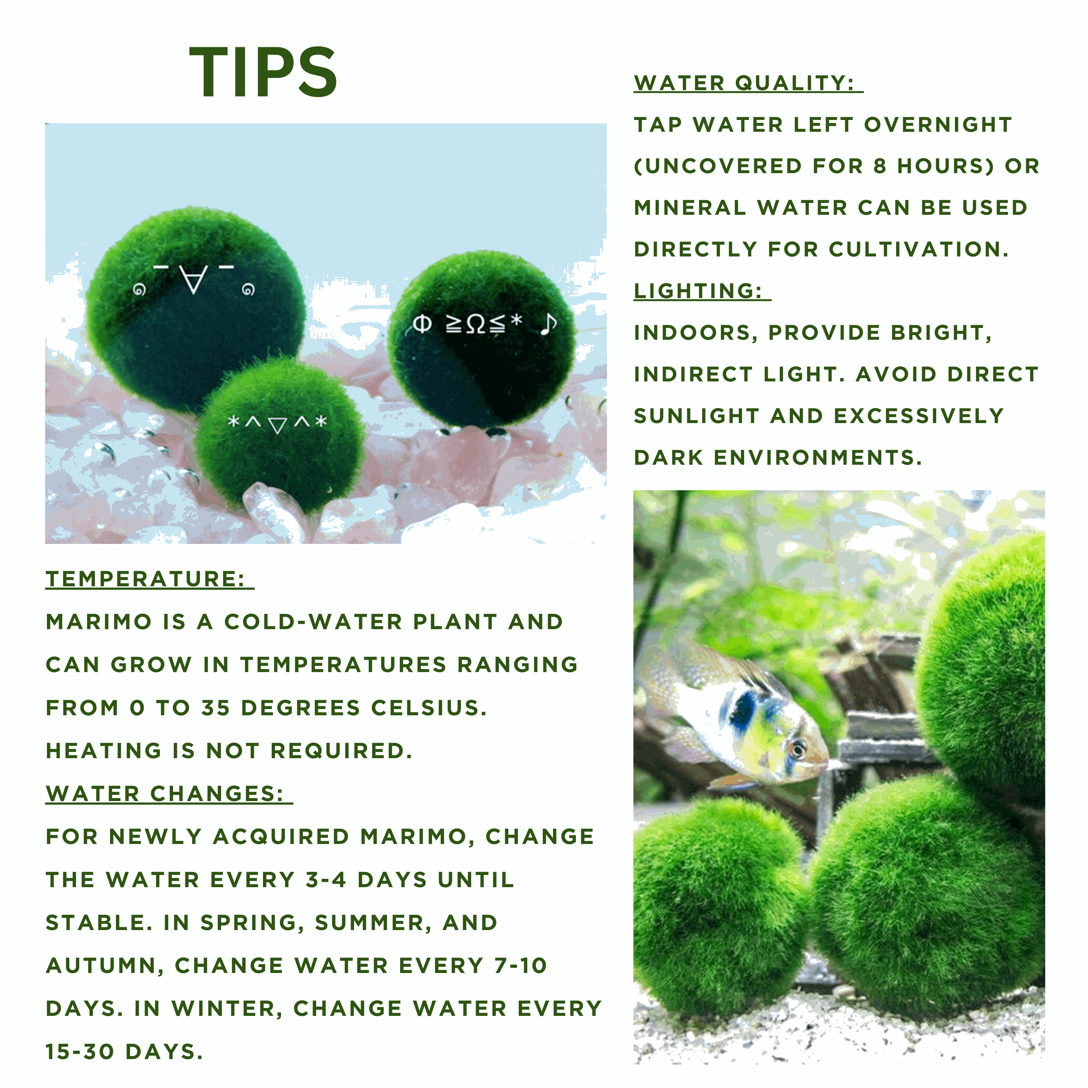 Marimo Moss Ball Aquarium 6-12 Month 0.8-1.5cm Marimo Moss Balls: 5/10/20/50PCS