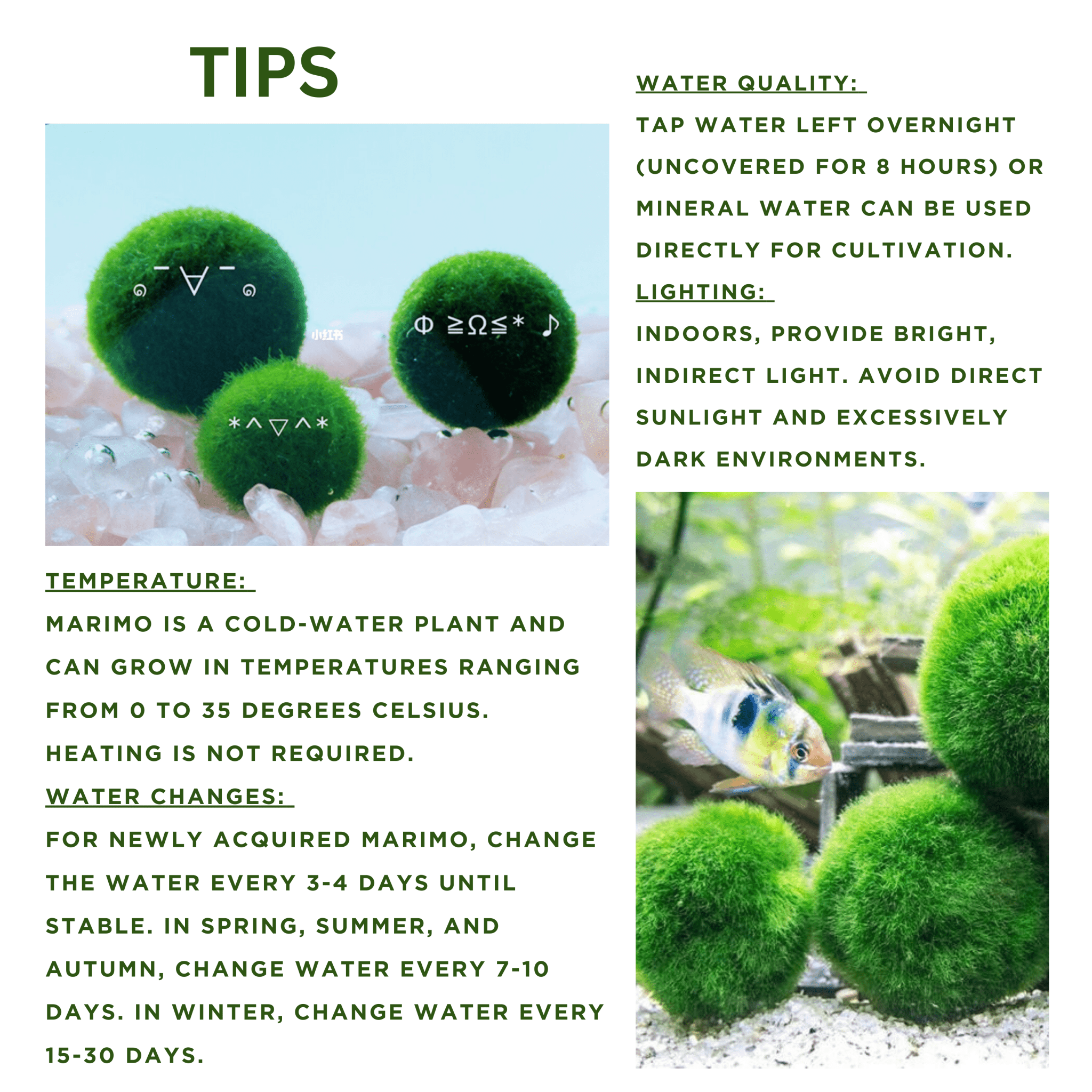 5cm-6cm-7cm Large Moss Balls Huge Giant Series: Kokedama Large Moss Ball for Betta Fish Aquarium Plants Marimo Petco