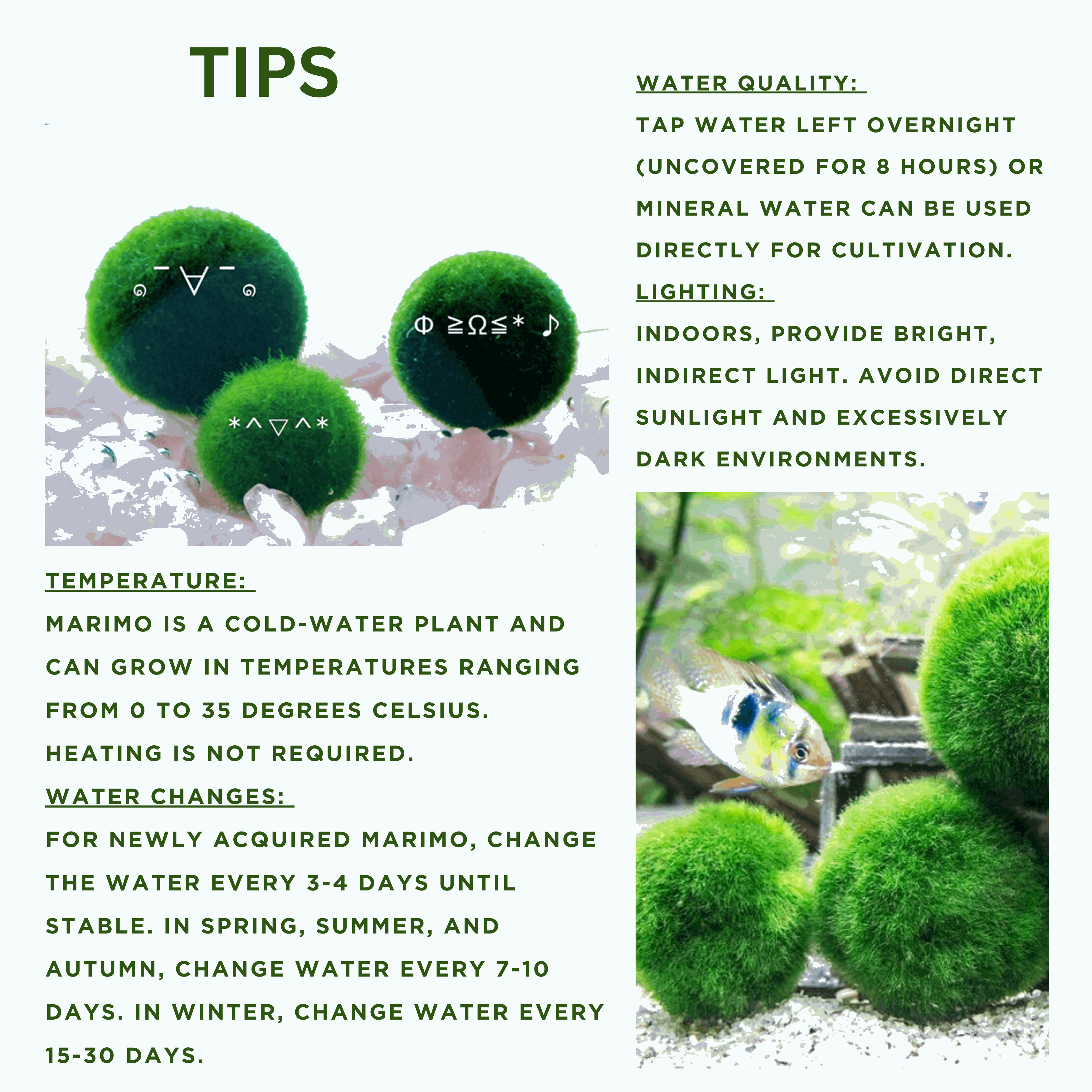 Marimo Moss Balls For Aquarium 3-4 Year 4-5cm Moss Balls: 5/10/20/50PCS Kokedama Japanese Algae Ball Wholesale