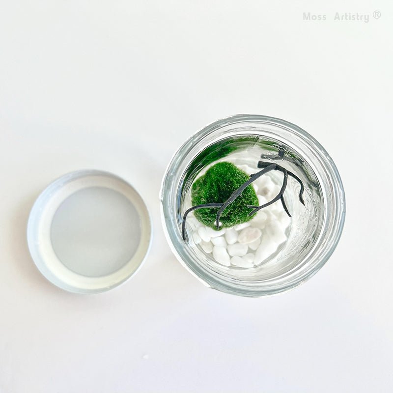Live Moss Ball Mini Aquarium Mason Jar