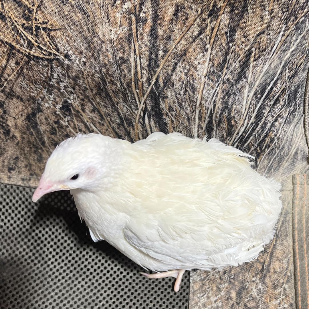 Jumbo White Coturnix Hatching Eggs - Premium Quail Eggs for Hatching - Perfect for Homesteaders, Breeders, Hobbyists - Freshly Collected for High Hatch Rates