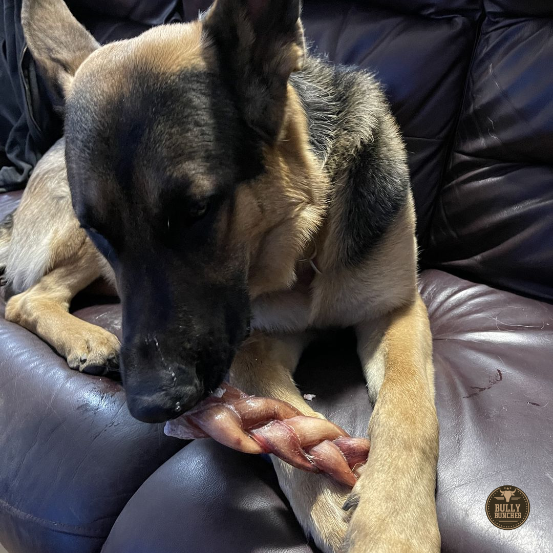 6 Inch Monster Braided Bully Stick