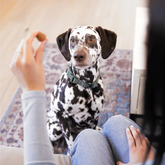 GREENIES Cheese Flavored Capsule Pill Pockets