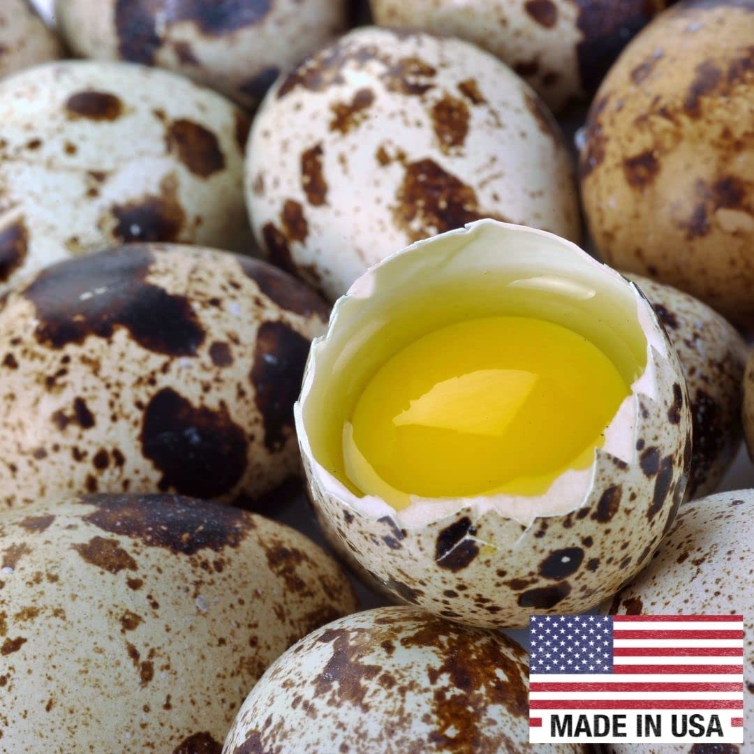 36 Quail Eggs for Hatching - Fertile Coturnix Selection Hens Choice, AI & NPIP Certified, Sustainably Sourced from Family-Run Farms, Farm Fresh Delivery with Minimal Breakage