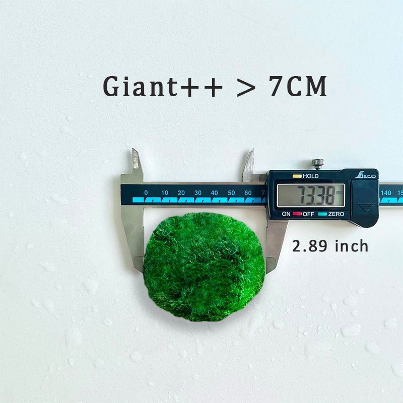5cm-6cm-7cm Large Moss Balls Huge Giant Series: Kokedama Large Moss Ball for Betta Fish Aquarium Plants Marimo Petco